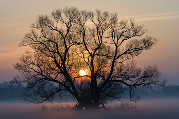 Sonnenaufgang vor Baum-Silhouette