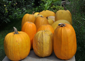 In the pile are collected courgette and pumpkins