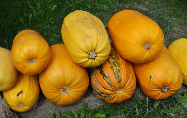 In the pile are collected courgette and pumpkins