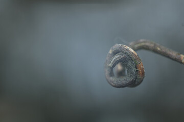 Hooked dry tendril of grapes. The tip of the vine.