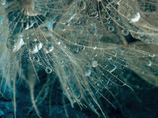 Abstract dandelion flower background, extreme closeup. Big dandelion on natural background. Art photography