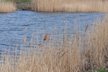 View of swamp. Polluted river, countryside.