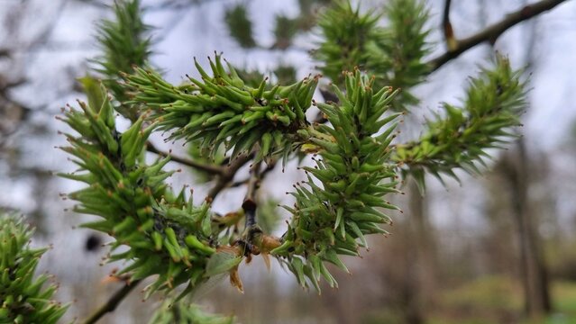 branch of a pine picture wallpaper natural background spring