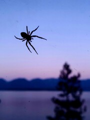 Spider Silhouette