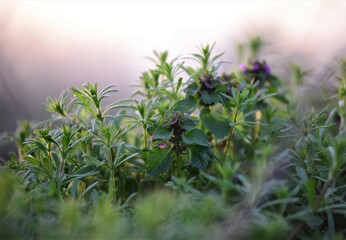 Galiume aparine and deaf nettle in backlight at sunset