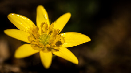 Obraz premium Tiny yellow flower