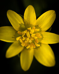 Fototapeta premium Tiny yellow flower