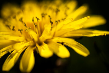 Macro of dandelion 