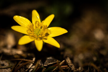 Tiny yellow flower