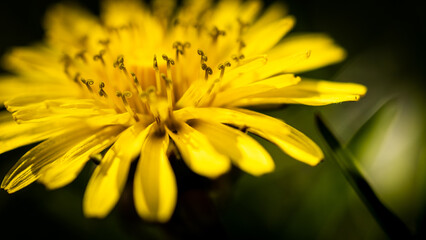 Obraz premium Macro of dandelion 