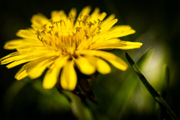 Macro of dandelion 