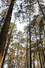 in the middle of the forest with tall pine trees towering on a sunny afternoon