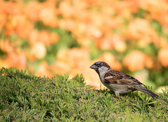 Der Haussperling (Passer domesticus) – auch Spatz oder Hausspatz genannt 