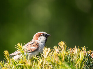 Der Haussperling (Passer domesticus) – auch Spatz oder Hausspatz genannt 