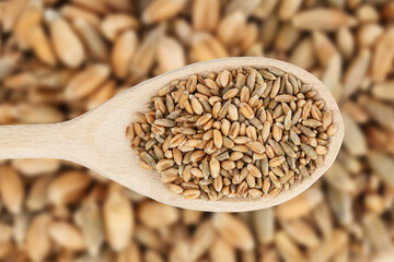 Triticale grain texture. Cereal grain on wooden spoon isolated.