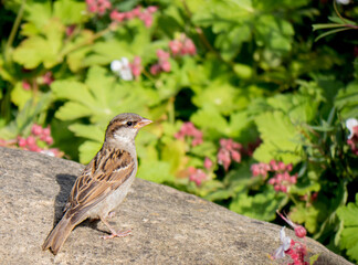 Der Haussperling (Passer domesticus) – auch Spatz oder Hausspatz genannt 
