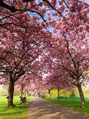 Beautiful pink trees alley in Greenwich Park in the spring season, London 
