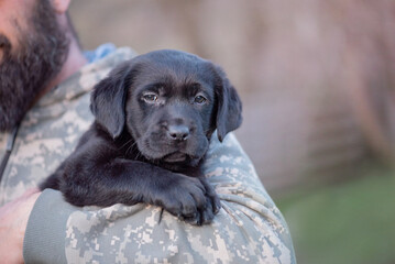 Labrador retriever puppy of black color on the hands. Soft focus.
