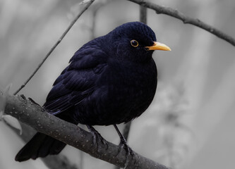 blackbird on a branch