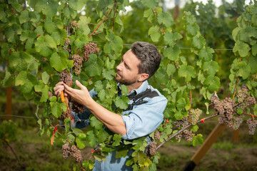 grapevine cut by vinedresser with scissors, summer