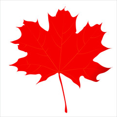 Red maple leaf, natural outline. Botany. Symbol of Canada. Autumn vector