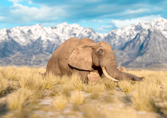 Fototapeta na wymiar african elephant is resting in plains and mountains cool view