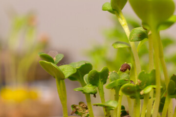 sprout. bud of a plant.