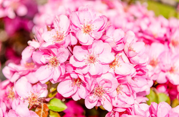 pink cherry tree flower on blooming spring. flowering cherries