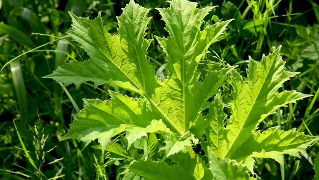 Hogweed leaves sway in the wind. Cow parsnip leaves. High quality FullHD footage