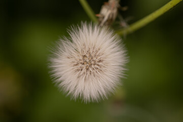 dandelion seed head