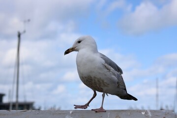 Seagull standing on harbourside wall with mast in distance against blue sky