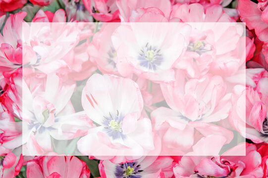 Pink-white tulips blurred background with semi transparent blank text frame. Flowers image with copy space. Greeting card for spring holidays: Valentine's Day, Women's Day, Mother's Day, Birthday