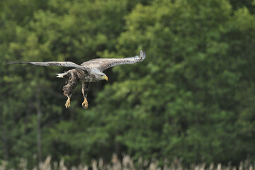 Ein Seeadler (Haliaeetus albicilla) fischt im See, Freilandaufnahme.
