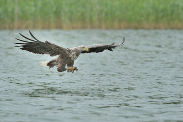 Ein Seeadler (Haliaeetus albicilla) fischt im See, Freilandaufnahme.
