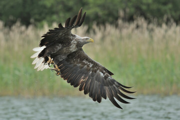 Ein Seeadler (Haliaeetus albicilla) fischt im See, Freilandaufnahme.