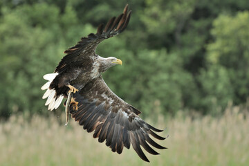 Ein Seeadler (Haliaeetus albicilla) fischt im See, Freilandaufnahme.