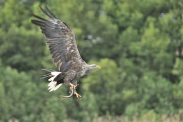 Ein Seeadler (Haliaeetus albicilla) fischt im See, Freilandaufnahme.