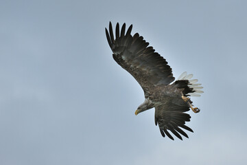 Ein Seeadler (Haliaeetus albicilla) fischt im See, Freilandaufnahme.
