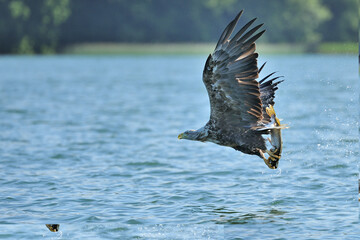 Ein Seeadler (Haliaeetus albicilla) fischt im See, Freilandaufnahme.