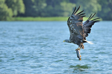 Ein Seeadler (Haliaeetus albicilla) fischt im See, Freilandaufnahme.