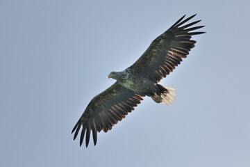Ein Seeadler (Haliaeetus albicilla) fischt im See, Freilandaufnahme.