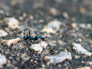 one black ant photographed up close on rocks