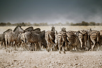 Herd of Zebras drinking water seeing from behind