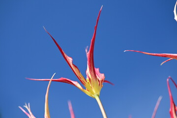 All in all, Tulip acuminata makes for a stunning display, especially when planted en masse or in...