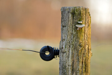 Vintage electro fence pole