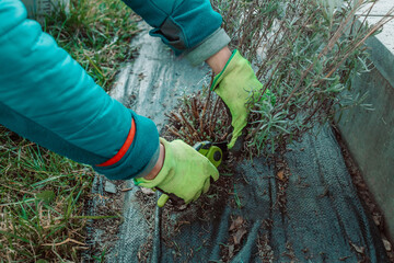 Woman hands in gardening green rubber gloves with secateurs cutting off wilted flowers on lavender...