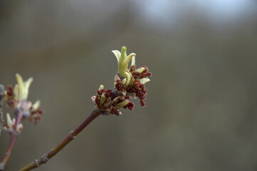 park.spring. Creek. spring forest. thawed patch. first sprout. rebirth. holiday of life. prosperity. branch . stem. first flower.озеро. пруд. утро.
lake. pond. morning.park.spring. Creek. spring fores