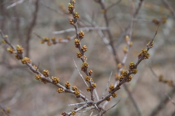 park.spring. Creek. spring forest. thawed patch. first sprout. rebirth. holiday of life. prosperity. branch . stem. first flower.озеро. пруд. утро.
lake. pond. morning.park.spring. Creek. spring fores