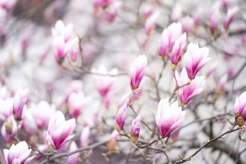 Biało-różowe pąki magnolii  - obrazy, fototapety, plakaty
