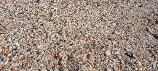 Villa Gesell -Argentina Coast - Shell